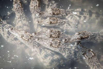 High angle view of frozen water