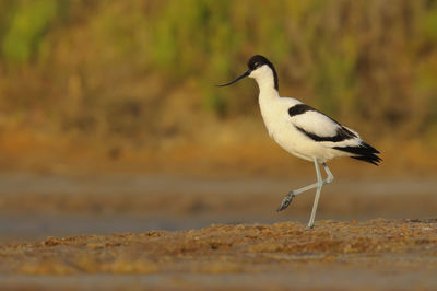 Close-up of bird perching on a land