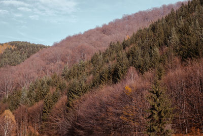 High angle view of trees on landscape against sky