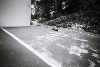 Man riding horse on road