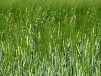 Full frame shot of corn field