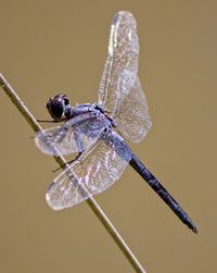 Close-up of dragonfly perching on twig