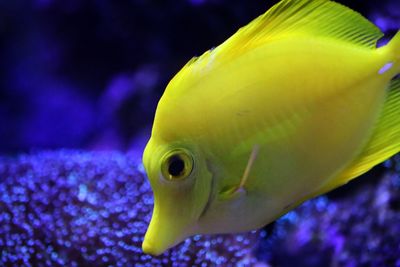 Close-up of fish swimming in sea