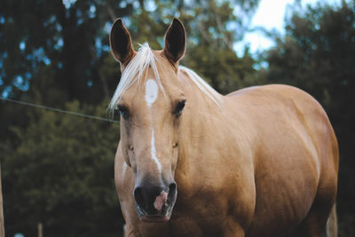 Portrait of horse standing in farm