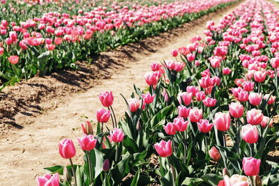 Close-up of pink tulips growing on field