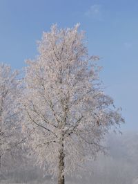 Flower tree against clear sky