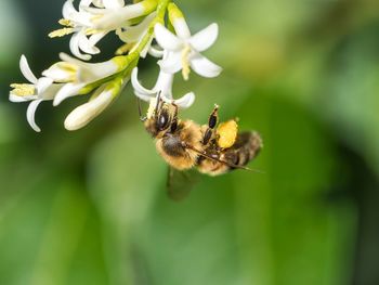 Close-up of bee on flower