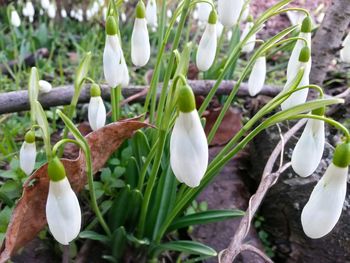 Close-up of white crocus blooming outdoors