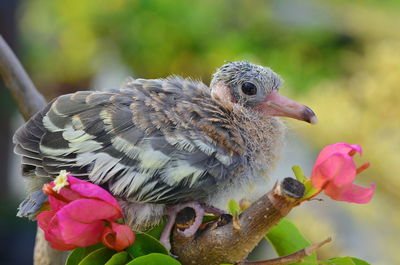 Close-up of bird perching on pink flower