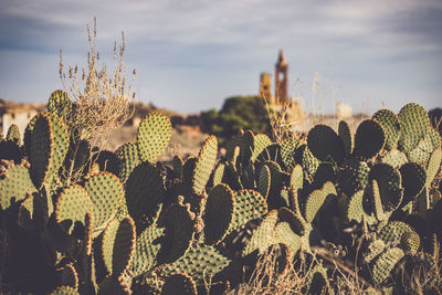 Close-up of plants against sky during sunset