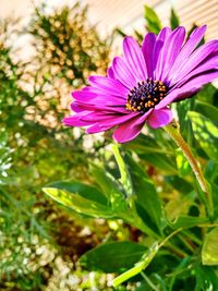 Close-up of purple flowers