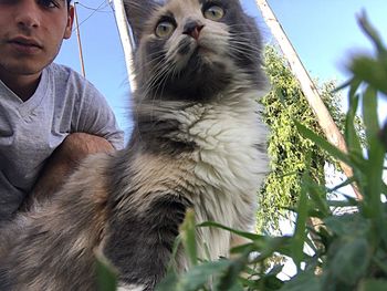 Low angle view of cat by tree against sky