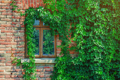 Old window in abandoned brick house is overgrown with vines. leaves inside house.