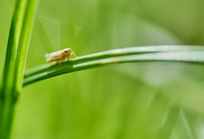 Close-up of insect on grass