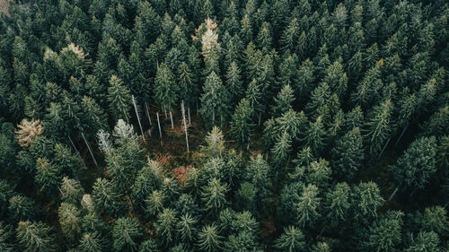 Pine trees in forest during winter