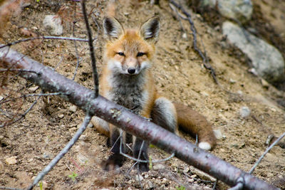 Fox walking on field