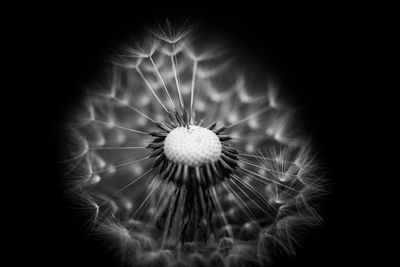 Close-up of dandelion flower