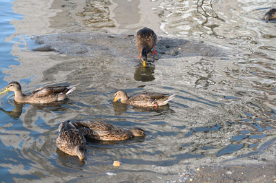 High angle view of ducks swimming in lake