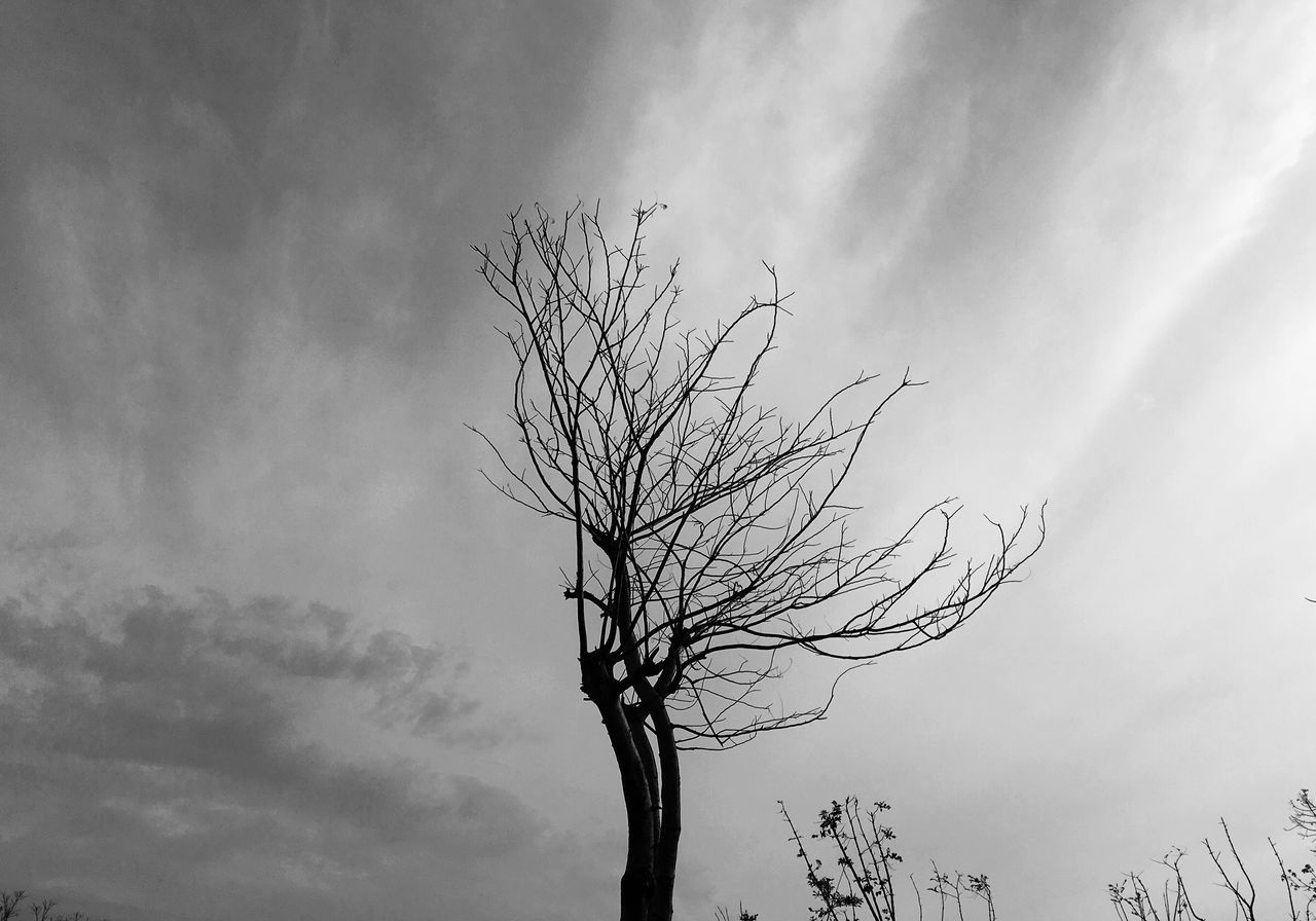 LOW ANGLE VIEW OF TREES AGAINST CLOUDY SKY