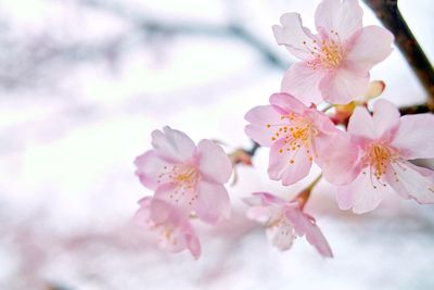 Close-up of pink flowers