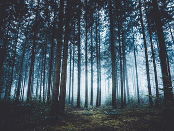 Low angle view of trees in forest