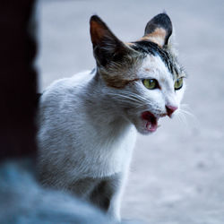 Close-up of cat looking away