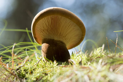 Close-up of mushroom growing on field