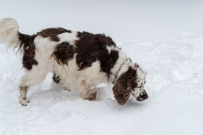High angle view of dog playing on snow field