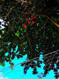 Low angle view of christmas tree