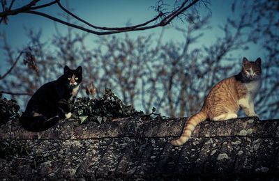 Cat sitting on a tree