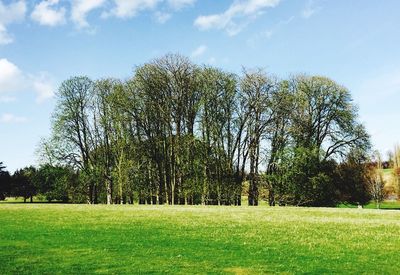 Scenic view of grassy field against sky