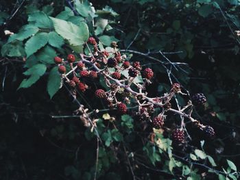 Close-up of flowers on tree
