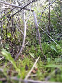 Close-up of plants against trees