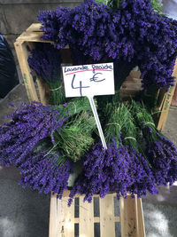 Close-up of purple flowering plant in shop