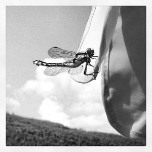 Close-up of insect on wall