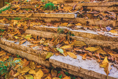Autumn leaves at the stone stairs