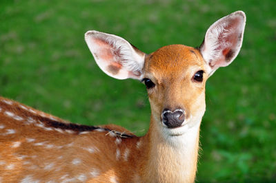 Portrait of deer