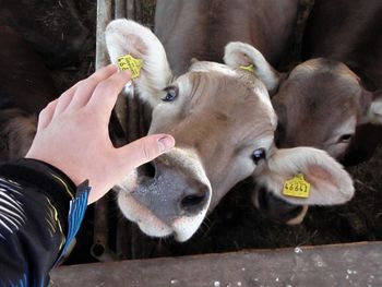 Close-up of hand feeding horses