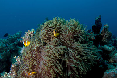 Fish in sea