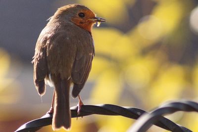 Close-up of bird perching outdoors