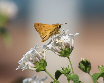 Close-up of moth pollinating on white flower