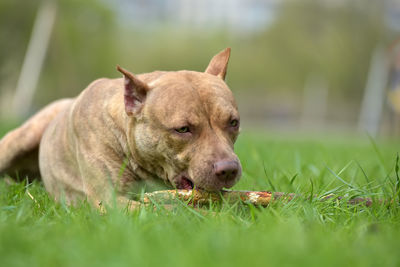 Dog relaxing on grass