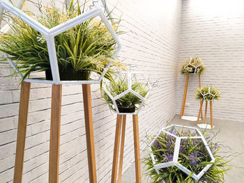 Potted plants in greenhouse