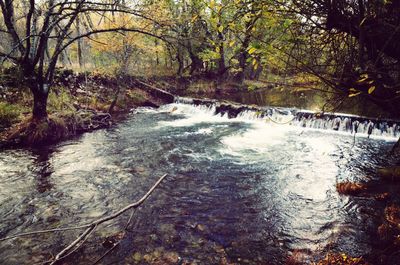 River flowing through forest