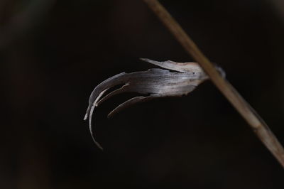 Close-up of snail on dry leaf against black background