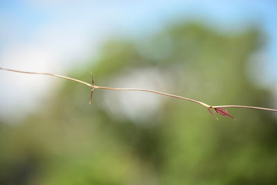 Close-up of red leaf