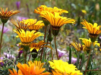 Close-up of yellow flowering plants