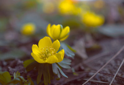 Close-up of yellow flower