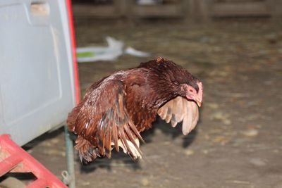 Close-up of a duck