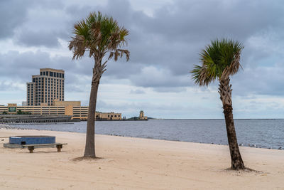 Palm trees on beach against sky